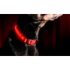 CONTAINER 25/02 Collare luminoso per cani