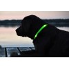CONTAINER 25/02 Collare luminoso per cani