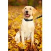 Collare LUCKY LEASH estensibile a corda 166004 per cani taglia media 145 cm