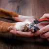 Tronchesina in acciaio tagliaunghie animali per cani e gatti